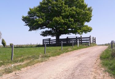 Trail Walking Comblain-au-Pont - Balade dominicale. - Photo