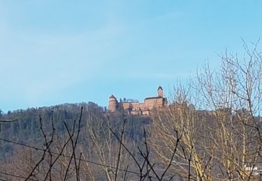 Tour Wandern Sankt Pilt - St Hippolyte - Bergheim - château Reichenberg - Photo