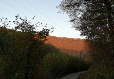 Tour Wandern La Roche-en-Ardenne - La roche dans tous les sens - Photo