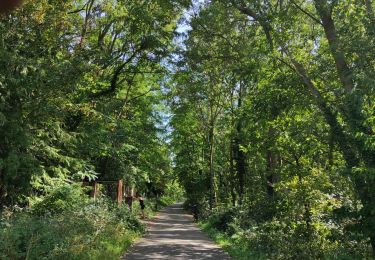 Randonnée Vélo de route Obernai - Obernai 1 fait  - Photo