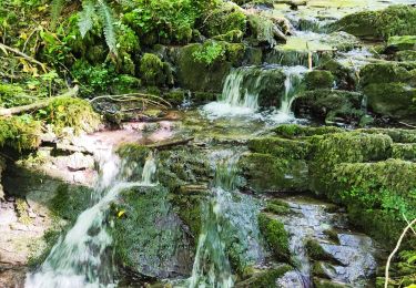 Tour Wandern Dinant - Cascatelles au fil de nos découvertes - Photo