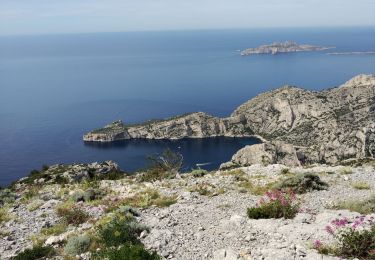 Trail Walking Marseille - Mt Puget vallon Mestrallet  - Photo