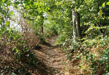 Trail Walking Froidchapelle - Entre forêt et lac - Photo