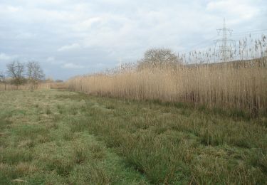 Randonnée A pied Kleinostheim - Blauer Laubbaum, Rundwanderweg Kleinostheim - Waldstadt - Photo