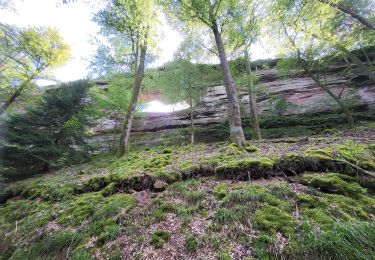 Tocht Stappen Philippsbourg - etang hanau - Photo