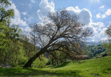 Excursión A pie Irdning-Donnersbachtal - Klammrundweg - Photo