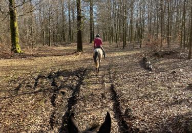 Tocht Paardrijden Habay - Marbehan par le Trou du Bois - Photo