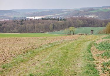 Trail On foot Widdern - Olnhausen-Widdern - Photo