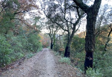 Trail Walking Pignans - Sainte Marie des Anges 15,8 km - Photo