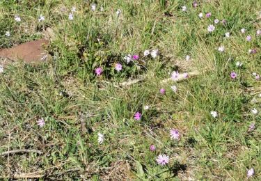 Trail Walking Le Revest-les-Eaux - Du Tourris au lac du Revest - Photo