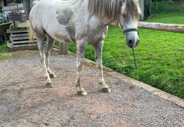 Tour Reiten Raon-l'Étape - Joyeux Harold  - Photo