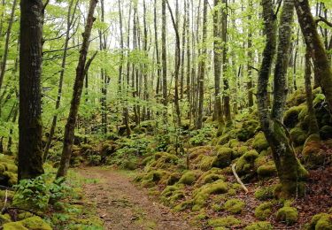 Tocht Stappen Saint-Pierre-le-Chastel - St Pierre le Chatel Tournebise - Photo