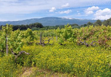 Trail Walking Mormoiron - Entre Vignes et Cerises - Photo