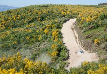 Percorso A piedi Campelo e Ovil - Trilho das Florestas Naturais - Photo