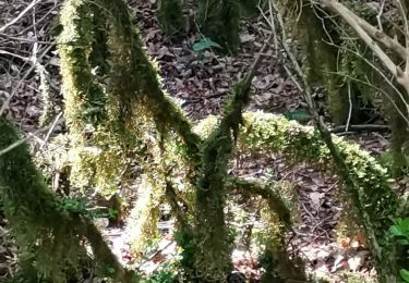 Tour Wandern Coursegoules - Cascade de Vescagne  - Col de Vence  - Photo