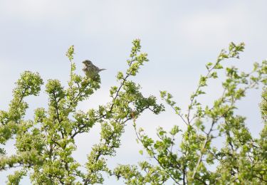 Tocht Te voet Unstrut-Hainich - Saugrabenweg - Photo