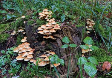 Trail Trail Arfons - ballade cool post champignons 😋 - Photo