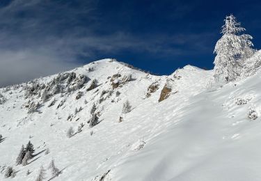 Tour Schneeschuhwandern Belvédère - Baisse de Ferisson 2 - Photo