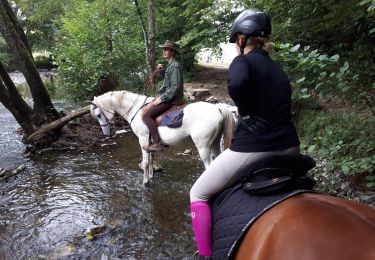 Tour Pferd Wellin - Promenade équestre du bois saint Remacle - Photo