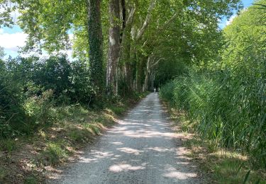 Trail Bicycle tourism Avignonet-Lauragais - Canal du Midi - Photo