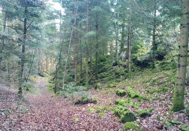 Trail Walking Kirchberg - Source de la Doller - Photo