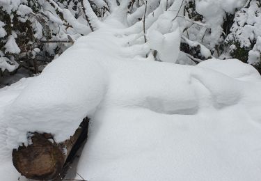 Trail Snowshoes Bois-d'Amont - bois d'amont - Photo