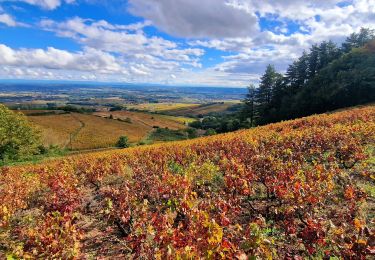 Randonnée Marche Chiroubles - Itinérant Beaujolais rouge étape 5 Chiroubles- Foretal - Photo