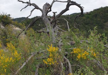 Trail Walking Furmeyer - Sentier botanique - land art - Photo