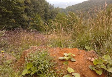 Excursión A pie Gyöngyössolymos - K+ (Csór-hegy - Mogyorós-orom) - Photo