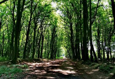 Excursión Senderismo Seraing - Bois de la Vecquée   - Photo