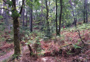 Trail Walking Fontainebleau - Lescoussins de lutins - Photo