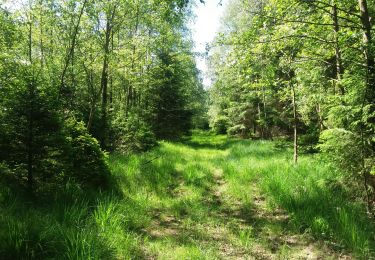 Trail Walking Theux - autour de Bronromme a travers campagne fagne et forêt  - Photo
