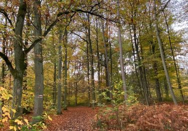 Tour Wandern Villers-la-Ville - VLV - Promenade des chevreuils  - Photo