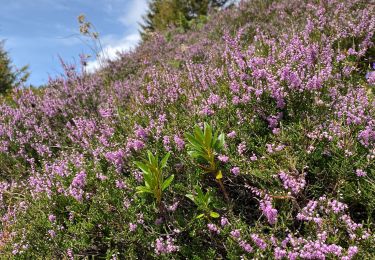 Trail Walking Theys - A l’ascension de la roche Noire - Photo