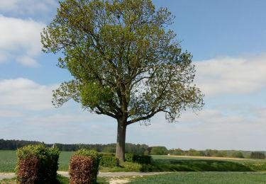 Excursión Senderismo Court-Saint-Étienne - par Pâturage et le chemin de Compostelle - Photo