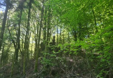 Trail Nordic walking Lauroux - SityTrail - Labeil Forêt de l'Escandorgue Juin 2021 - Photo
