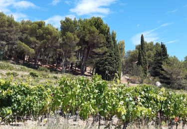 Randonnée Marche Gigondas - Gigondas Montmirail Longue Toque - Photo