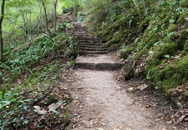 Tour sport Consdorf - Consdorf - Echternach par le Mullerthal Trail - Photo