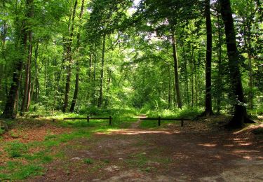 Trail On foot Tracy-le-Mont - le GR12A dans les Forêts de Laigue et de Compiègne - Photo