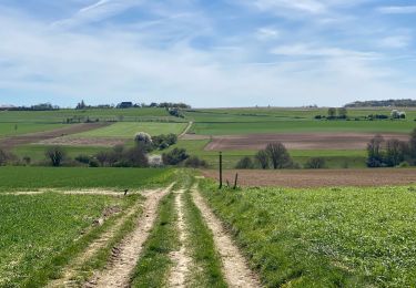 Trail Walking Assesse - Sart Bernard 20 km - Photo