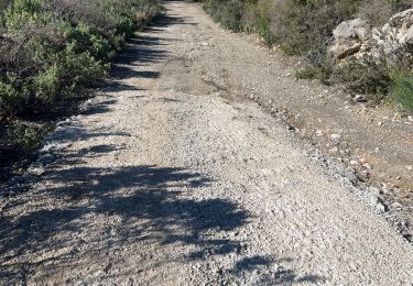 Trail Walking Évenos - La beringuiere ste anne d'evenos - Photo