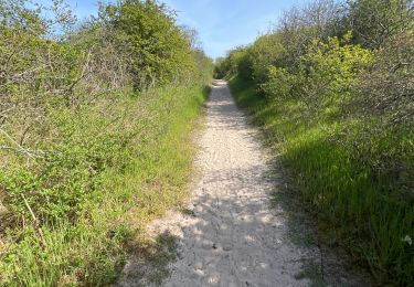 Trail Walking Le Crotoy - Balade au Crotoy  - Photo