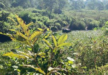 Tour Wandern Bharatpur Metro - Chitwan walk - Photo