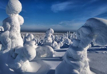 Percorso A piedi Posio - Riisin rääpäsy - Photo