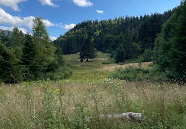 Tocht Stappen La Bresse - La chaume des Champis - Photo