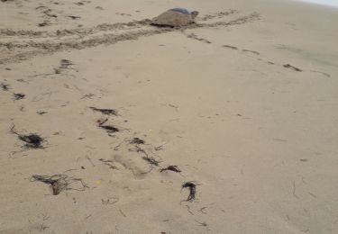 Randonnée Marche Sainte-Anne - Anse Caritan - Salines allée retour  - Photo