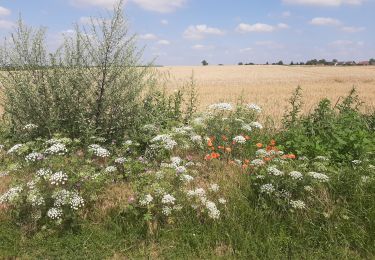 Tour Wandern Estinnes - Estinnes au val 17 07 21 - Photo