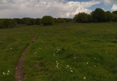 Tocht Stappen Saint-Laurent-de-Muret - zel st Laurent rajas - Photo