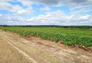 Randonnée Marche Rochecorbon - Rochecorbon - la Gaverie - 10km 180m 2h15 - 2016 04 10 - Photo