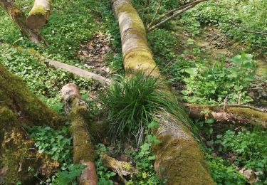 Tocht Stappen Esneux - balade 2 - Photo